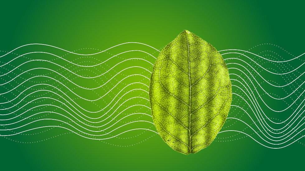 Proteger el planeta en el Día Mundial del Medio Ambiente... y todos los días